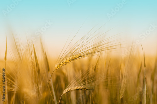 Ripe wheat spikes on the wheat field against blue sky argicultural background, wheat harvest in late summer