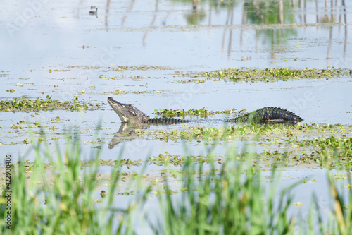 bellowing alligator 