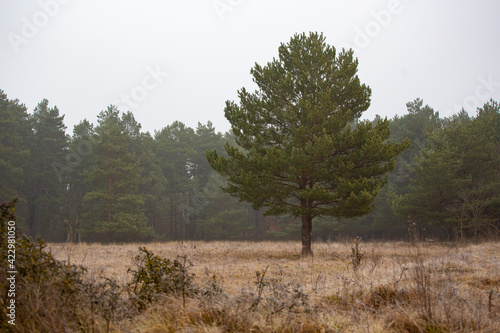 Fototapeta Naklejka Na Ścianę i Meble -  trees in the fog
