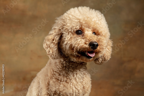 Cute puppy of Maltipoo dog posing isolated over brown background