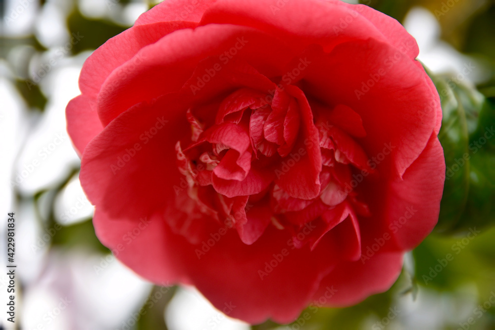 Obraz premium Camellia flower 