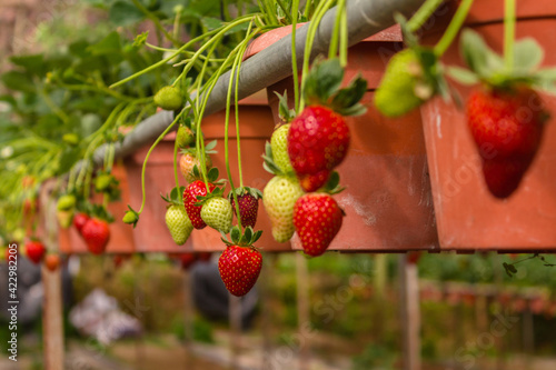 Strawberry in the pots in greenhouses  Cameron Highlands  Malaysia.
