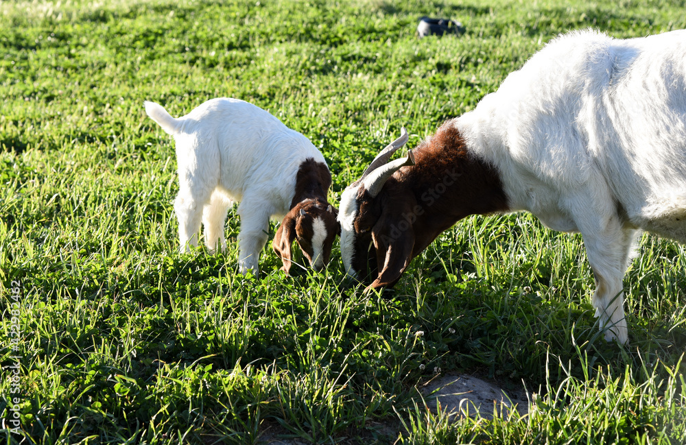 goats grazing in the pasture