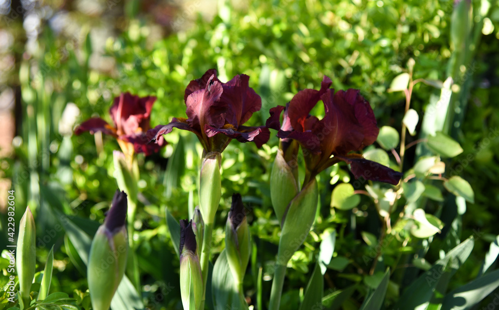 red iris blooms in the garden
red iris blooms in the garden
