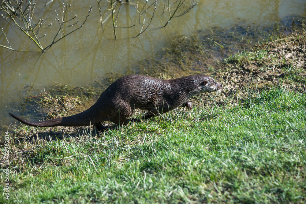 Eurasian Otter (Lutra lutra) in natural habitat Eurasian Otter (Lutra lutra) in natural habitat