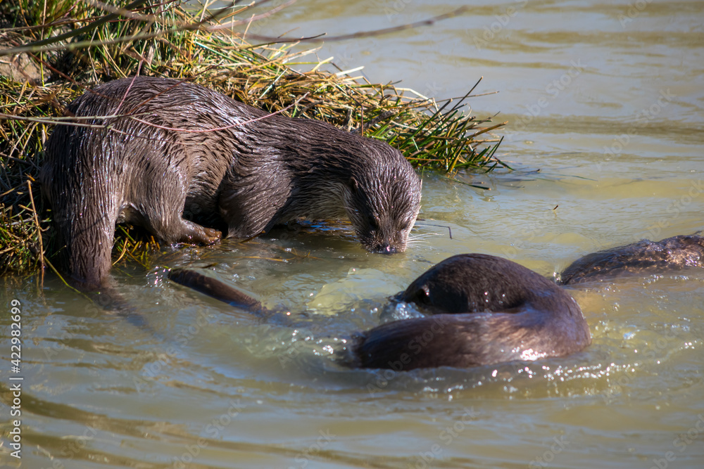 Naklejka premium Eurasian Otter (Lutra lutra) in natural habitat