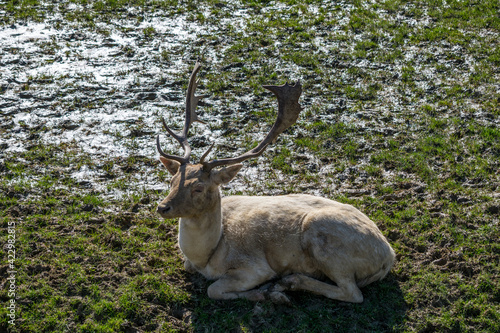 Fallow Deer  dama dama 