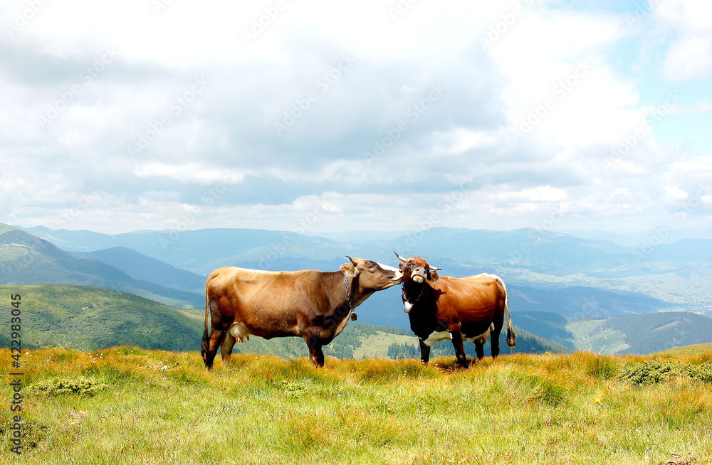 Fototapeta premium cow on the meadow mountain