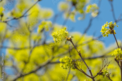 Blooming flowers of maple trees