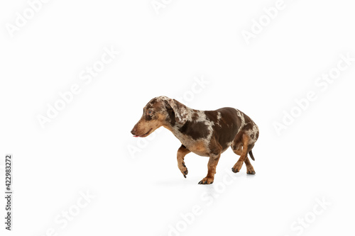 Cute puppy of Dachshund dog posing isolated over white background