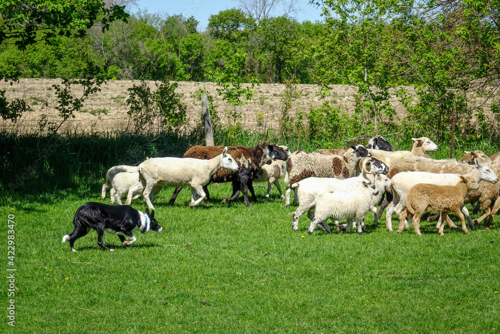 Border Collie herds sheep in field Border Collie herds sheep in field