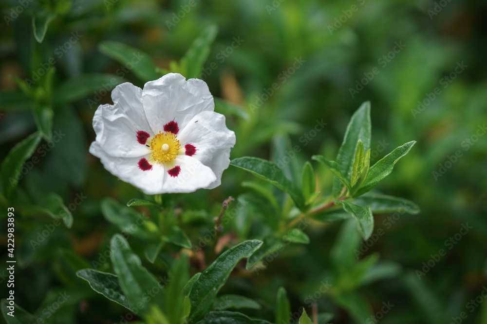 Fototapeta premium White Cistus (Lucitanica Decumbens) flowering in an English gard