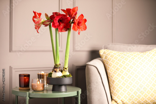 Beautiful red amaryllis flowers on table in room