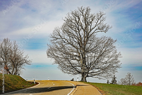 Imposanter Baum photo