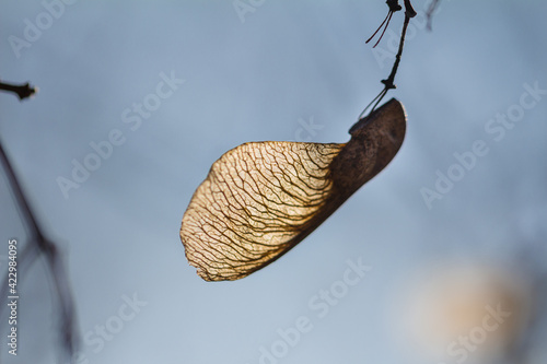 Maple seed on a branch