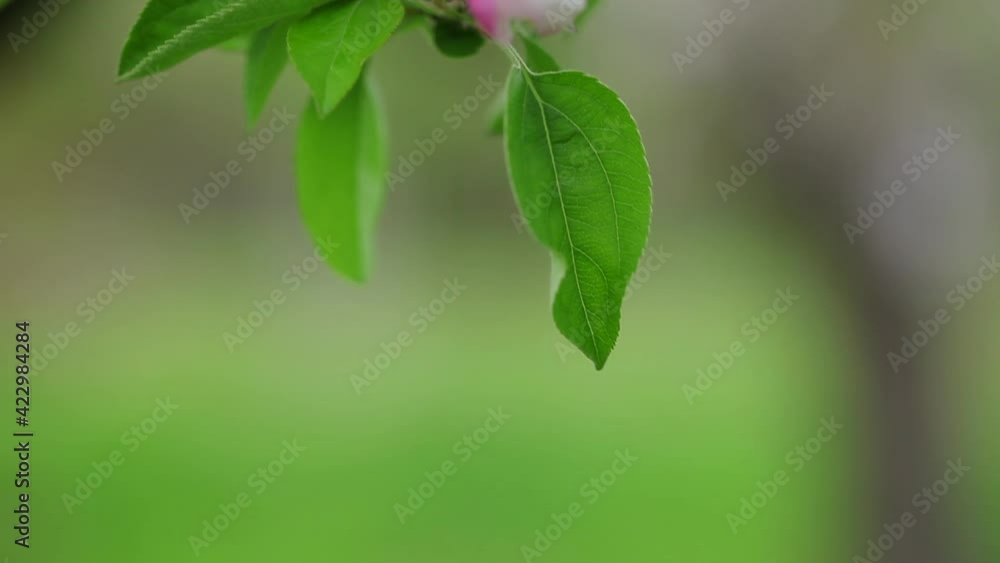 林檎の花 林檎の花