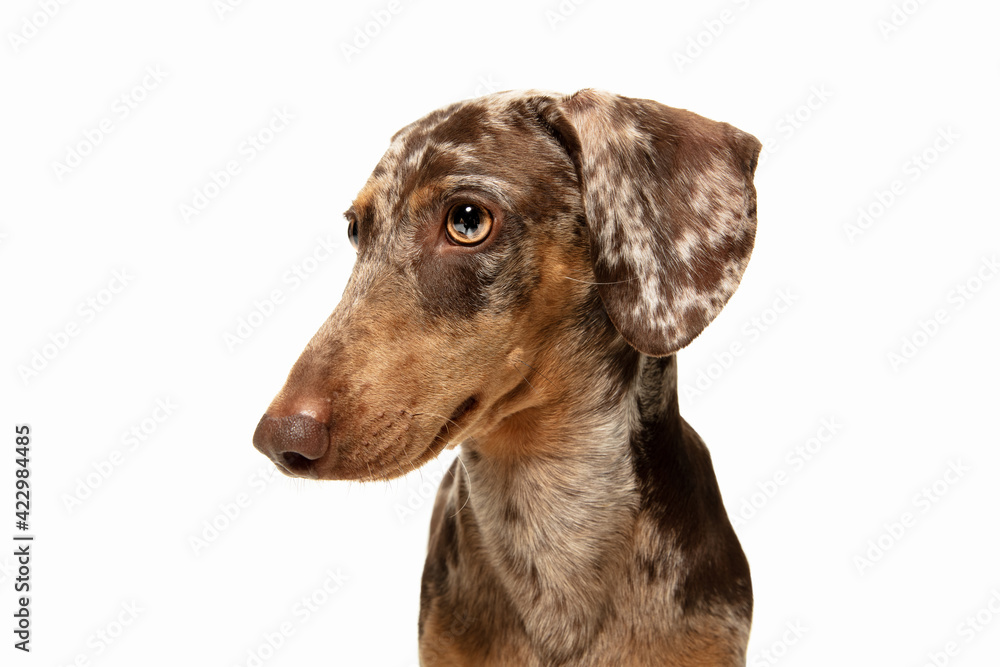 Cute puppy of Dachshund dog posing isolated over white background - obrazy, fototapety, plakaty 