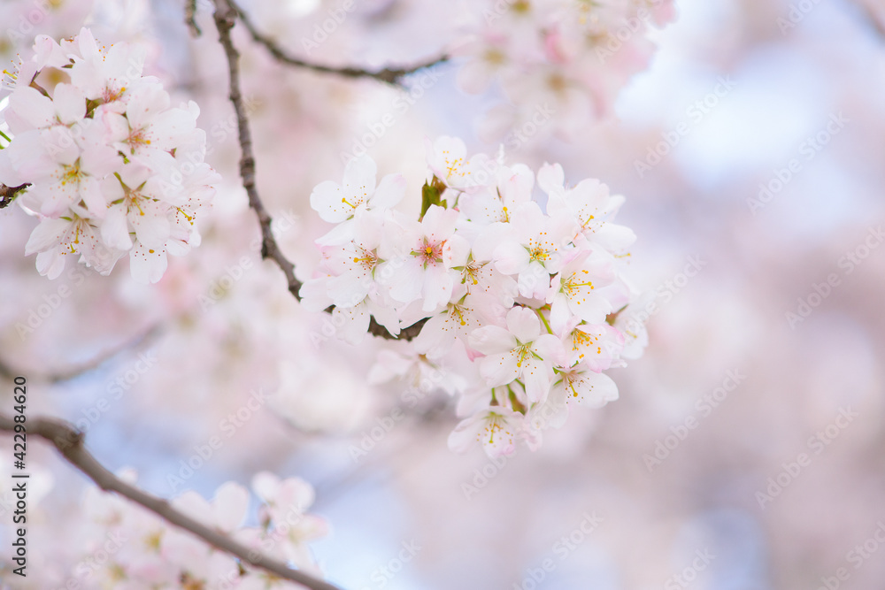 Pink sakura cherry blossom flowers on a tree branch Pink sakura cherry blossom flowers on a tree branch