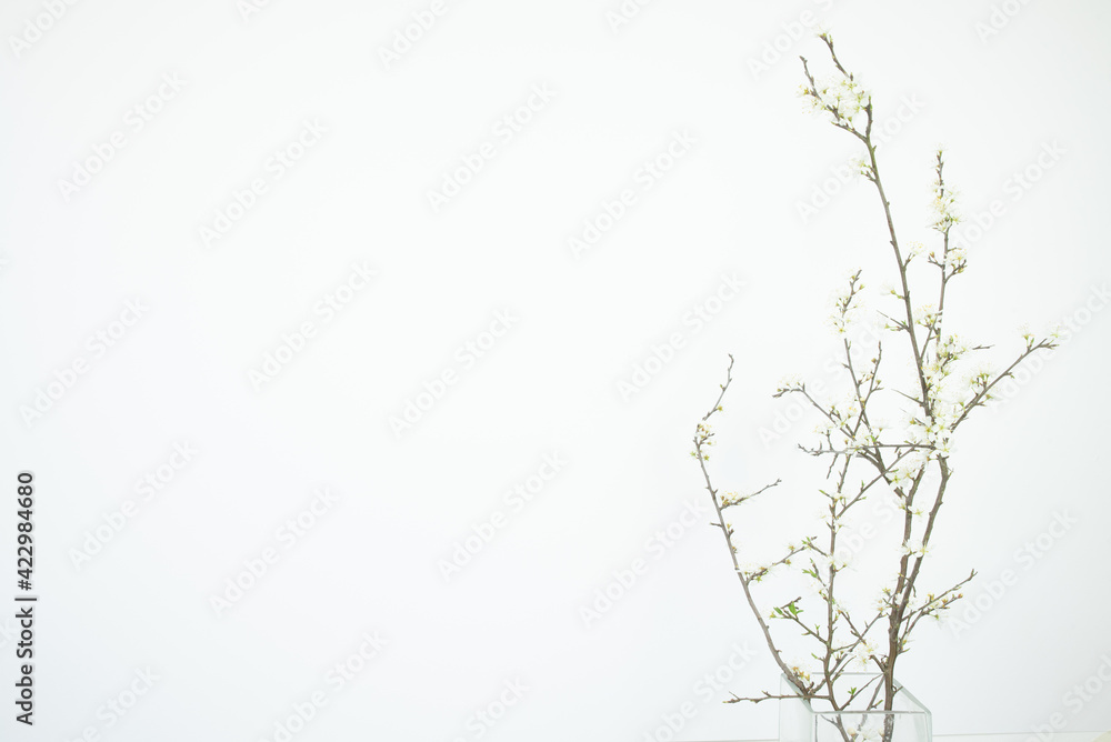 Tangle of hawthorn branches. White flowers on a white background. Copy space