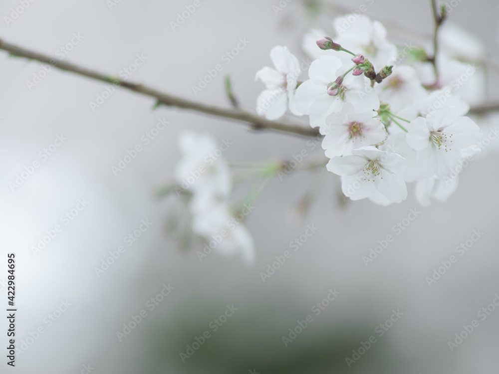 薄曇りの日の淡い桜の花 3月 薄曇りの日の淡い桜の花 3月
