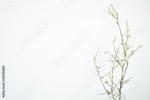 Tangle of hawthorn branches. White flowers on a white background. Copy space