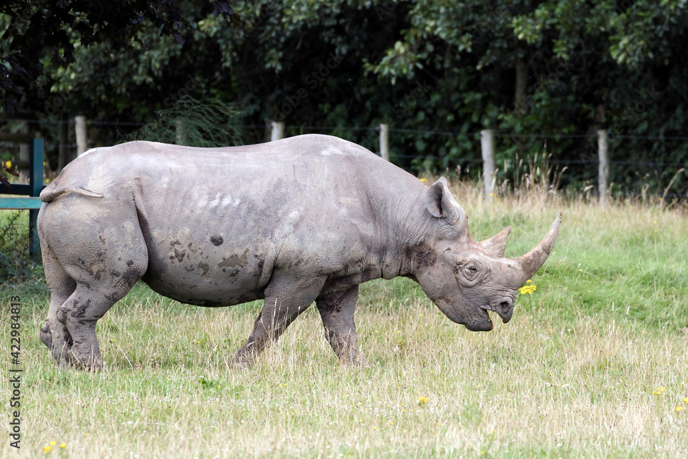 Obraz premium Black Rhinoceros or Hook-lipped Rhinoceros (Diceros bicornis)