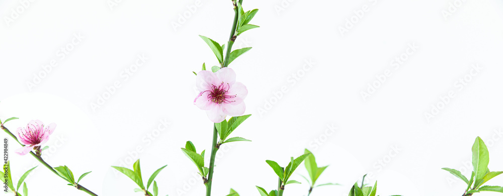 Twigs with green leaves and pink flowers on a white background. Copy space Twigs with green leaves and pink flowers on a white background. Copy space