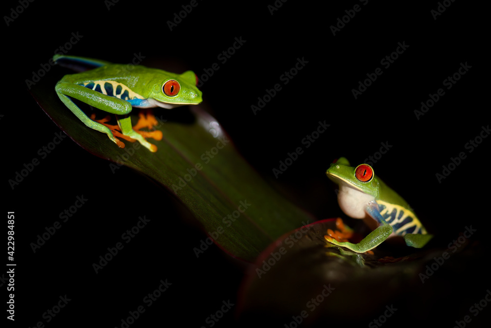 Two red eyed tree frogs resting on leafs in a night in costa rica