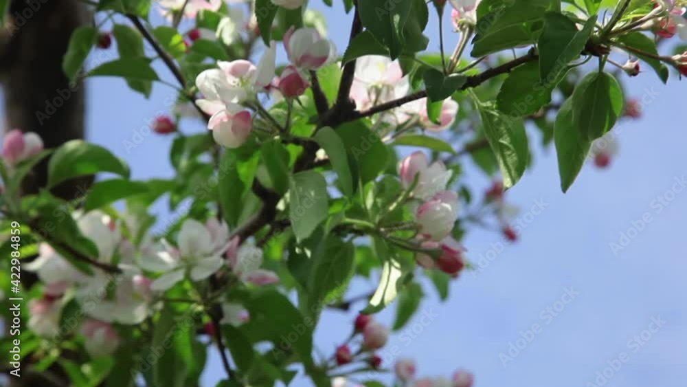 晴れた日に咲くリンゴの花 晴れた日に咲くリンゴの花