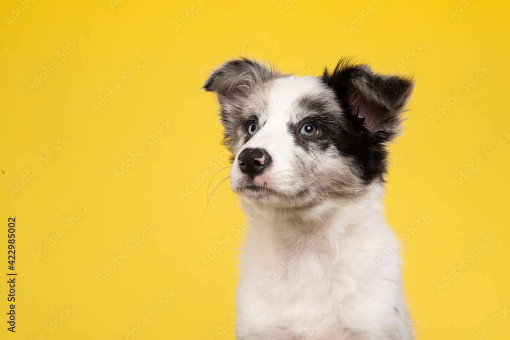 Portrait of a young border collie puppy looking away on a yellow background with space for copy