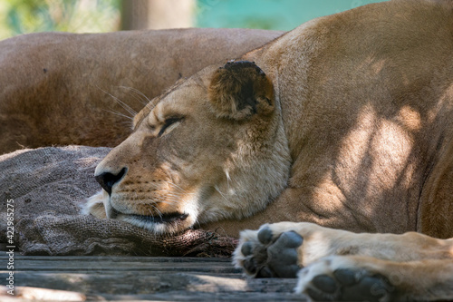 Barbary Lion (Panthera leo leo) sleeping on some sack cloth