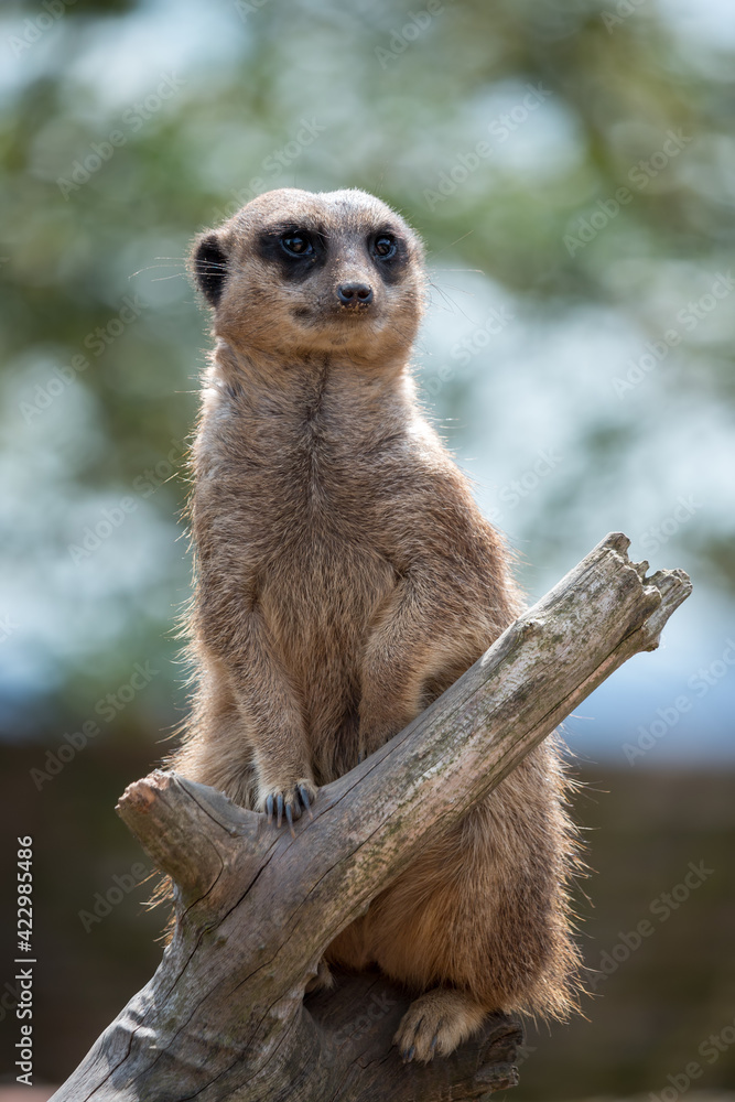Meerkat or Suricate (Suricata suricatta) acting as a sentry for the group Meerkat or Suricate (Suricata suricatta) acting as a sentry for the group