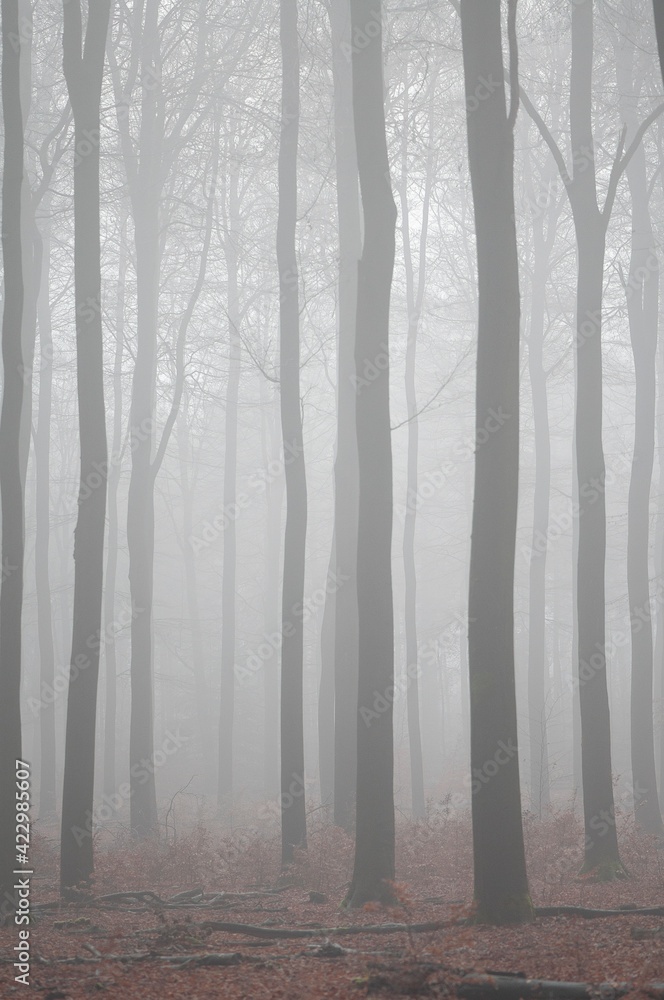 Forest with trees in a misty forest in a vertical image Forest with trees in a misty forest in a vertical image