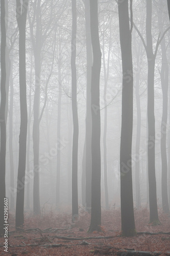Forest with trees in a misty forest in a vertical image
