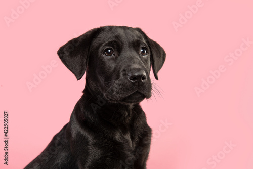 Portrait of a cute black labrador retriever puppy looking away on a pink background