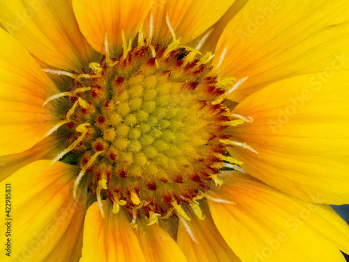 Yellow daisy flower