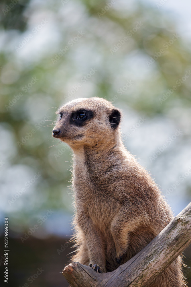 Meerkat or Suricate (Suricata suricatta) Meerkat or Suricate (Suricata suricatta)