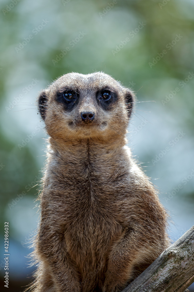 Meerkat or Suricate (Suricata suricatta) Meerkat or Suricate (Suricata suricatta)