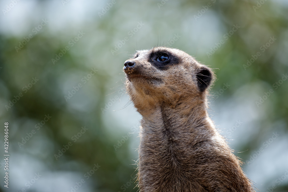 Fototapeta premium Meerkat or Suricate (Suricata suricatta)