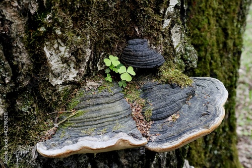 Nature 