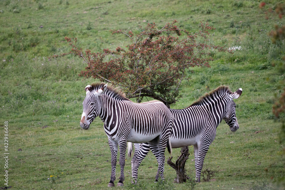 Obraz premium Grévy's zebra (Equus grevyi)