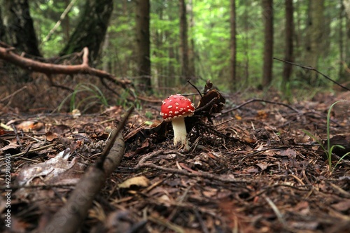 Nature 