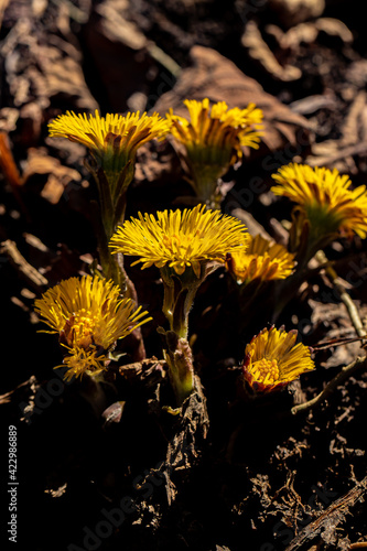 Coltsfoots growing in the forest	 photo