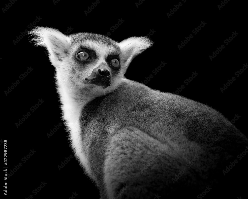 Portrait of a ringtailed lemur looking over its shoulder in a black and white image