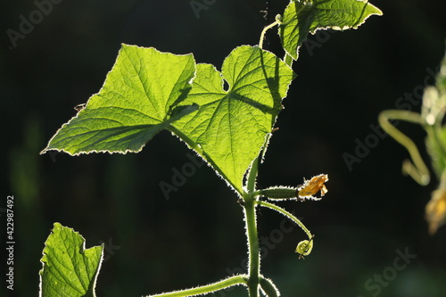 bright green leaves, cucumber with flower on a black backgroung