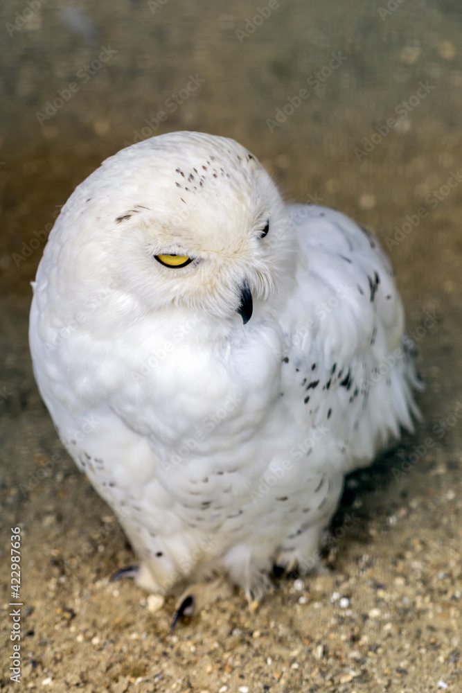 Obraz premium Snowy Owl (Bubo scandiacus)