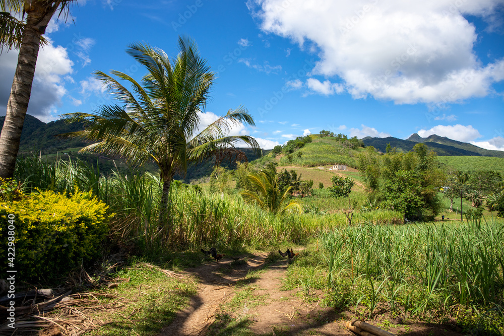 Green tropical landscape with mountains and rural land. Philippine countryside panorama. Coco palm tree near rustic path in corn fields. Sunny day in tropical island. South Asia countryside. Green tropical landscape with mountains and rural land. Philippine countryside panorama. Coco palm tree near rustic path in corn fields. Sunny day in tropical island. South Asia countryside.