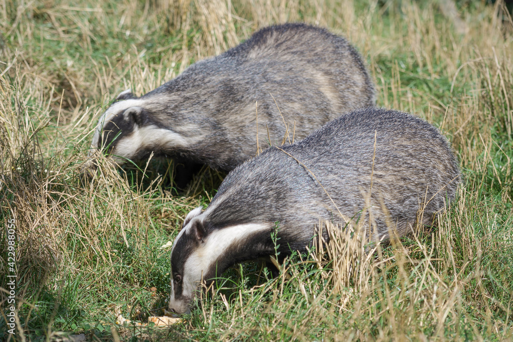Naklejka premium European Badger (Meles meles)