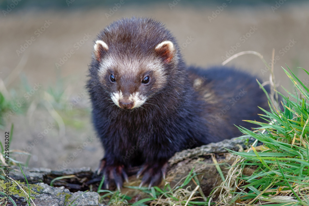 European Polecat (Mustela putorius) Enjoying the Sunshine European Polecat (Mustela putorius) Enjoying the Sunshine