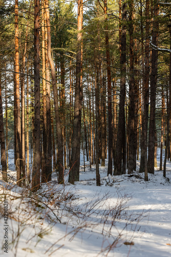 Vertical view to snowy pine tree forest from hill. Baltic forest in winter. Sunny winter day in coniferous forest in Ragakapa, Latvia